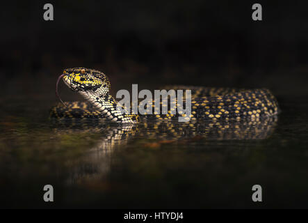 Mangrove-Grubenotter (Trimeresurus Purpureomaculatus) im flachen Wasser, Langkawi, Malaysia Stockfoto