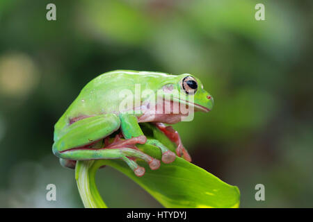 Plumpen Frosch sitzt auf einem Blatt, Indonesien Stockfoto