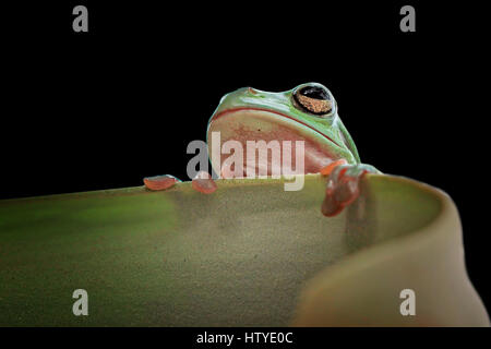 Plumpen Frosch auf einem Blatt, Indonesien Stockfoto