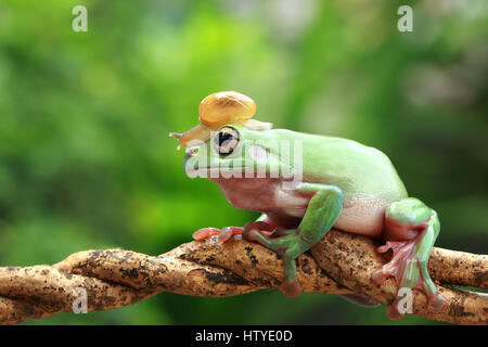 Schnecke sitzt auf plumpen Frosch, Indonesien Stockfoto