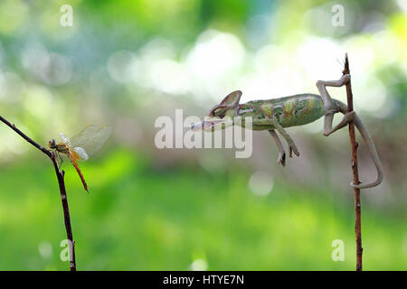 Chamäleon Fang eines Insekts, Indonesien Stockfoto