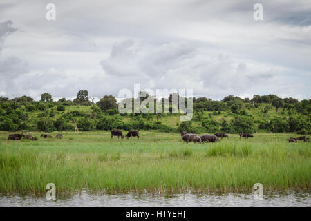 Flusspferde und Büffel am Flussufer. Chobe Fluss, Botswana Stockfoto