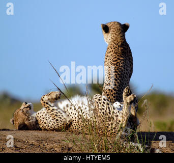 Gepard, Phinda Private Game Reserve, Südafrika Stockfoto