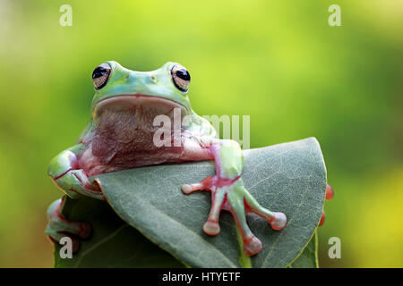 Plumpen Frosch auf Blatt, Indonesien sitzen Stockfoto