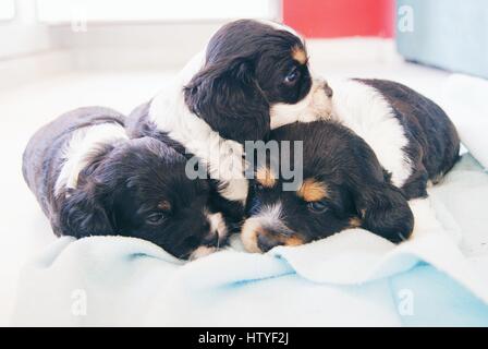 Drei Cocker Spaniel Welpen auf einem Bett Stockfoto