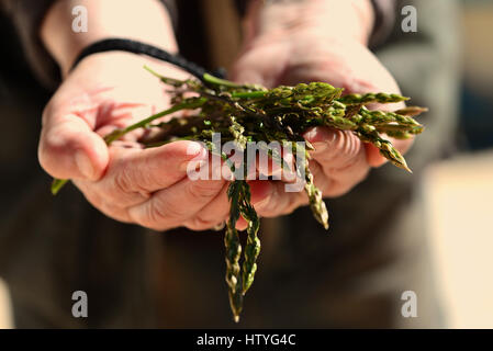 Weibes Hände halten Spargel Stockfoto