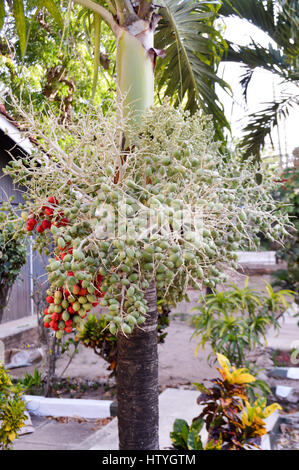 Ansammlung von Daten auf einer Palme in einem Garten von der Stadt von Mombasa in Kenia Stockfoto