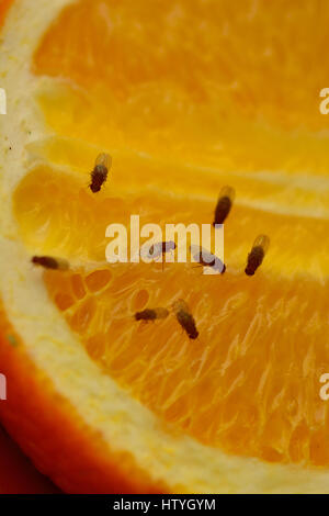 Fruchtfliegen ernähren sich von einem in Scheiben geschnittenen orange Stockfoto