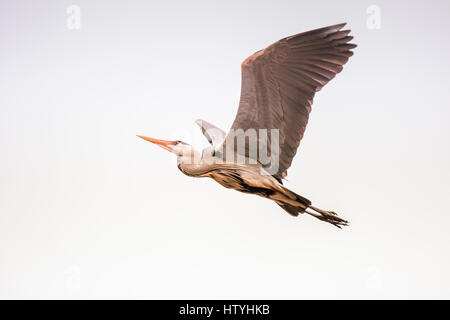 Eine fliegende Graureiher, März 2017 - Groningen, Niederlande Stockfoto