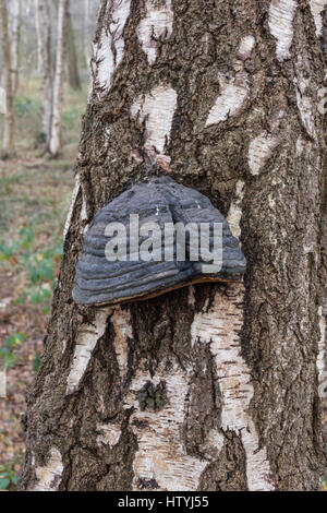 HUF-Pilz (Zündstoff Fomentarius) wächst auf Birke Stamm in Suffolk Stockfoto