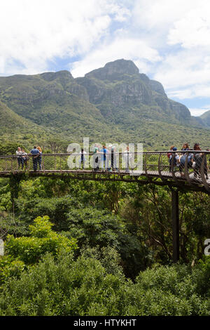 Kapstadt Südafrika Kirstenbosch National Botanical Gardens - Touristen auf die überdachunggehweg, Cape Town South Africa Stockfoto