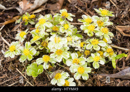 Bunte Hochblätter umgeben die gelben Blüten der Spätwinter / zeitigen Frühjahr blühenden Zwerg Doldengewächse, Hacquetia Epipactis "Thor" Stockfoto