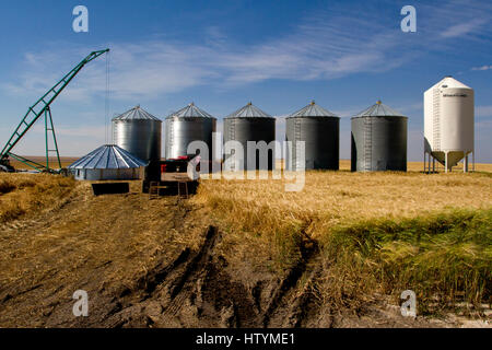 Getreidesilos oder Korn Lagerplätze auf Ackerland in Alberta, Kanada Stockfoto