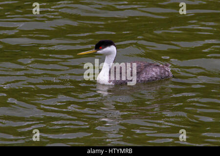 Western Grebe (Aechmophorus Occidentalis) am Shuswap Lake unter Salmon Arm Wharf, BC, Kanada Stockfoto