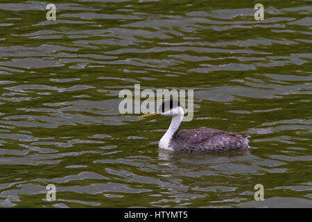 Western Grebe (Aechmophorus Occidentalis) am Shuswap Lake unter Salmon Arm Wharf, BC, Kanada Stockfoto