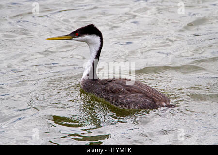 Western Grebe (Aechmophorus Occidentalis) am Shuswap Lake unter Salmon Arm Wharf, BC, Kanada Stockfoto