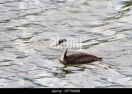 Western Grebe (Aechmophorus Occidentalis) am Shuswap Lake unter Salmon Arm Wharf, BC, Kanada Stockfoto