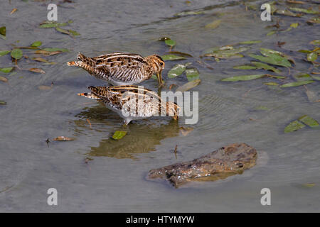 Wilson's Snipe (Gallinago Delicata) Fütterung im flachen Wasser im Wattenmeer am Shuswap Lake unter Salmon Arm Wharf, BC, Kanada. Stockfoto