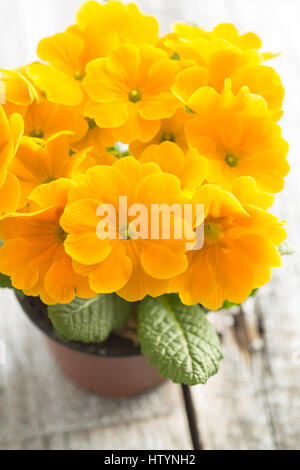 Die Orangenblüten in Topf auf alten Holztisch. Stockfoto