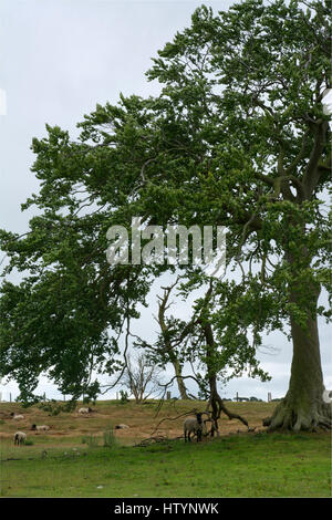 Rural einstellen, Bäume in einem Feld mit weidenden Schafen. Stockfoto