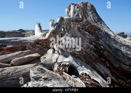 Treibholz am Rialto Beach in der Nähe von La Push, Gabeln, Olympic Nationalpark, Washington, USA Stockfoto