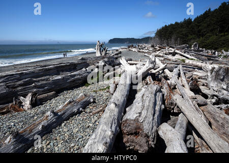 Treibholz am Rialto Beach in der Nähe von La Push, Gabeln, Olympic Nationalpark, Washington, USA Stockfoto