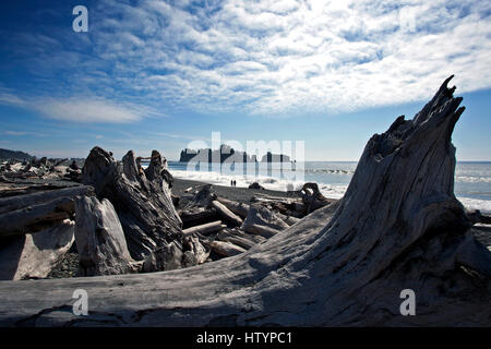 Treibholz am Rialto Beach in der Nähe von La Push, Gabeln, Olympic Nationalpark, Washington, USA Stockfoto