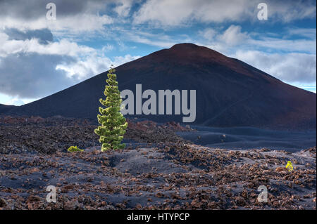 Vulkan Chinyero, Kanarische Kiefer (Pinus Canariensis) in Santiago del Teide, Teneriffa, Kanarische Inseln, Spanien Stockfoto