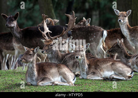 Damhirsch (Dama Dama), männliche und weibliche Gefangene, Rheinland-Pfalz, Deutschland Stockfoto