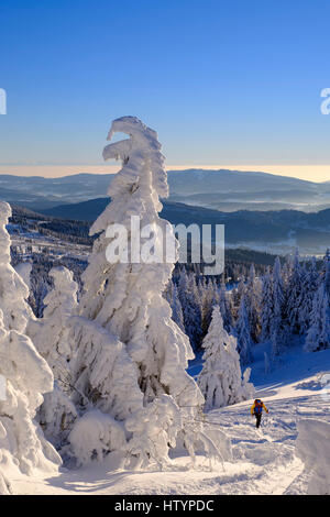 Skitourengeher am Arbermandl, schneebedeckten Fichten, Arber, natürliche Erhaltung Bayerischer Wald, untere Bayern, Bayern, Deutschland Stockfoto