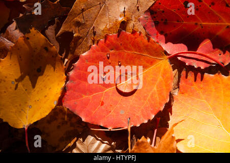 Eine rote große Zahn Espenlaub (Populus Grandidentata) mit Tropfen Wasser auf dem Boden auf anderen Blättern liegend. Muskoka, Ontario, Kanada. Stockfoto