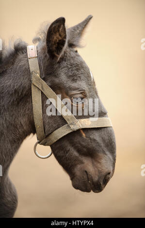 Fohlen-Profil von rechts mit schönen Hintergrund weichzeichnen. Niedlichen Neugeborenen Pferd im sonnigen Tag. Stockfoto