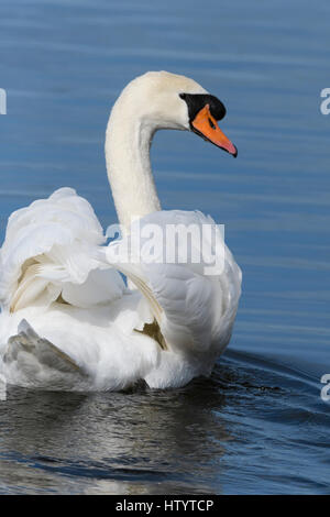 Stumme Schwan (Cygnus Olor) anzeigen Stockfoto