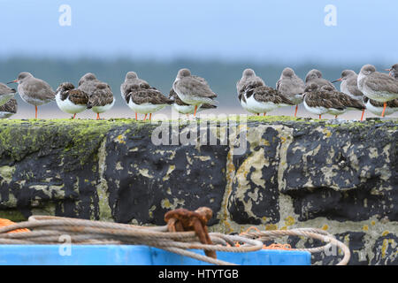 Gemischte Herde von Wader, Steinwälzer (Arenaria Interpres) und Rotschenkel (Tringa Potanus), Schlafplatz Stockfoto