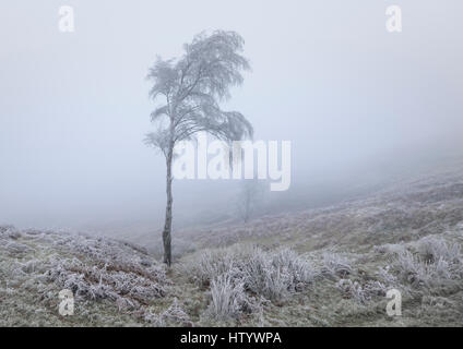 Raureif bedeckt Birke in Winterlandschaft des eiskalten Nebel oder Nebel Stockfoto