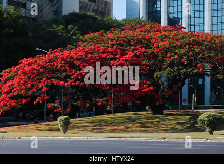 Brasilianische öffentliche Gebäude: Flamme Baum am TJDF Square, Federal District Gerichtshof, DF, Brasilia, Brasilien Stockfoto