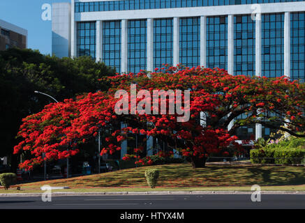 Brasilianische öffentliche Gebäude: Flamme Baum am TJDF Square, Federal District Gerichtshof, DF, Brasilia, Brasilien Stockfoto