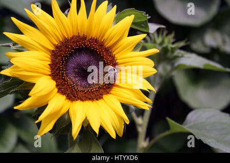 Eine Biene sammelt Pollen auf die große Sonnenblume Stockfoto