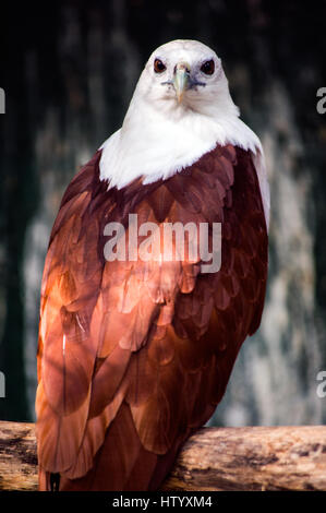 Brahimy Kite in Albay Park und Wildlife, Legazpi City, Philippinen Stockfoto