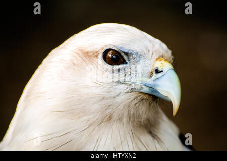 Brahimy Kite in Albay Park und Wildlife, Legazpi City, Philippinen Stockfoto