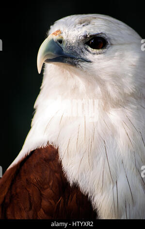 Brahimy Kite in Albay Park und Wildlife, Legazpi City, Philippinen Stockfoto