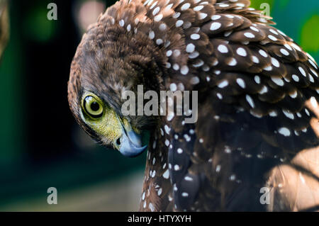 Crested Serpent Adler am Albay Park and Wildlife, Legazpi City, Philippinen Stockfoto