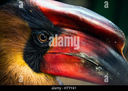 Hornbill in Albay Park und Wildtiere, Legazpi Stadt, Albay, Philippinen Stockfoto