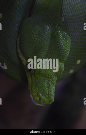 Auch ein Morelia viridis, wie The Green Tree python bekannt. Stockfoto