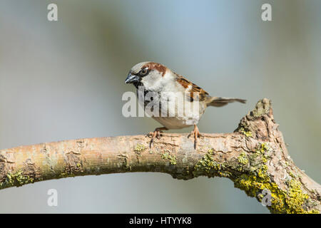 Haussperling (Passer Domesticus). Männlich, thront auf einem stick Stockfoto