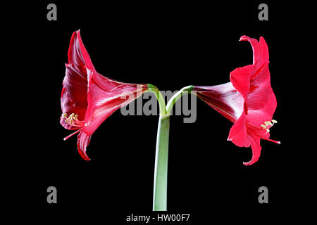 rote Blume Nahaufnahme auf schwarzem Hintergrund Stockfoto