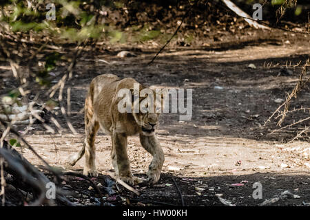 Sub-adulten Cub von asiatischen Löwen Stockfoto