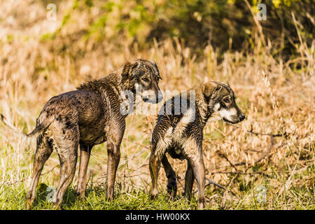 Paar von streunenden Hunden nach der Batchverarbeitung in einem See im heißen Sommer Stockfoto