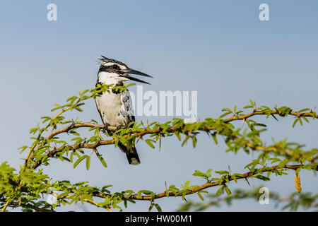 Pied Kingfisher thront auf einem Ast und beobachtet Stockfoto