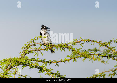 Pied Kingfisher thront auf einem Ast und beobachtet Stockfoto